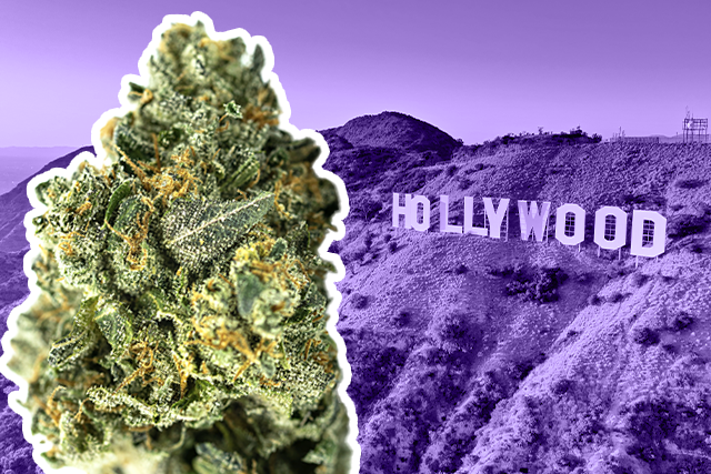 Cannabis flower with the Los Angeles Hollywood sign in the background